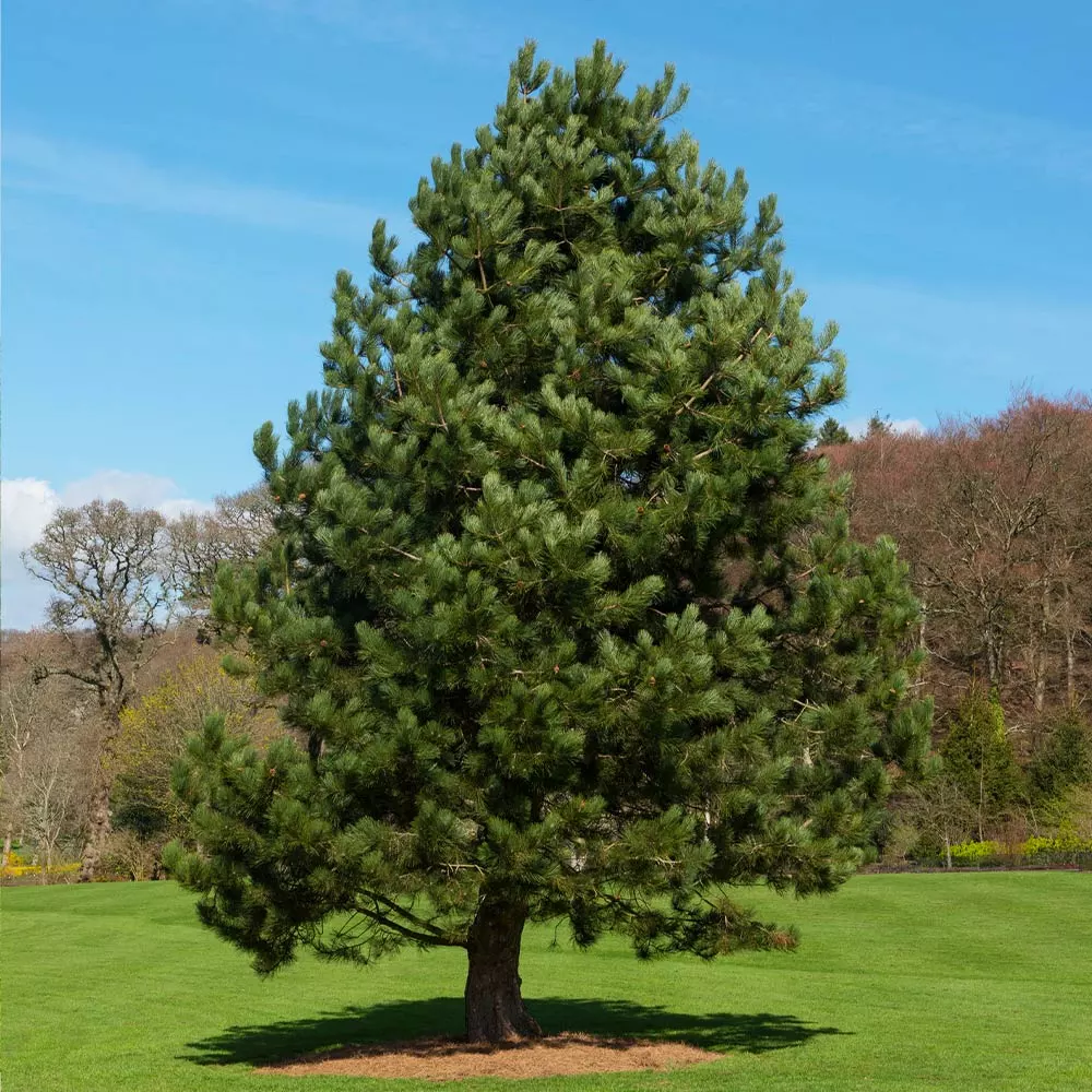Fast Growing Trees Austrian Pine Tree 4 Fast Growing Trees Austrian Pine Tree