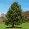 Fast Growing Trees Austrian Pine Tree 1 Fast Growing Trees Austrian Pine Tree
