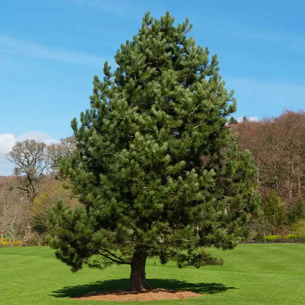 Fast Growing Trees Austrian Pine Tree 3 Fast Growing Trees Austrian Pine Tree