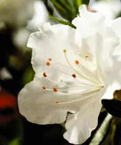 Fast Growing Trees Autumn Angel® Encore® Azalea 9 Fast Growing Trees Autumn Angel® Encore® Azalea