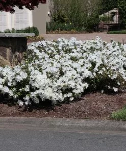 Fast Growing Trees Autumn Angel® Encore® Azalea 11 Fast Growing Trees Autumn Angel® Encore® Azalea