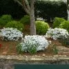 Fast Growing Trees Autumn Angel® Encore® Azalea 1 Fast Growing Trees Autumn Angel® Encore® Azalea