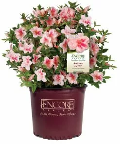 Fast Growing Trees Azaleas Autumn Belle™ Encore® Azalea Shrub 12 Fast Growing Trees Azaleas Autumn Belle™ Encore® Azalea Shrub