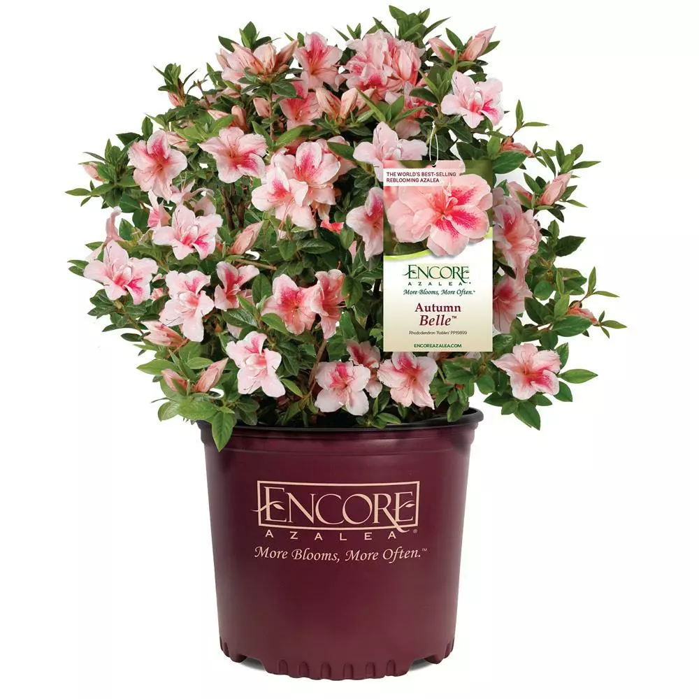 Fast Growing Trees Azaleas Autumn Belle™ Encore® Azalea Shrub 7 Fast Growing Trees Azaleas Autumn Belle™ Encore® Azalea Shrub