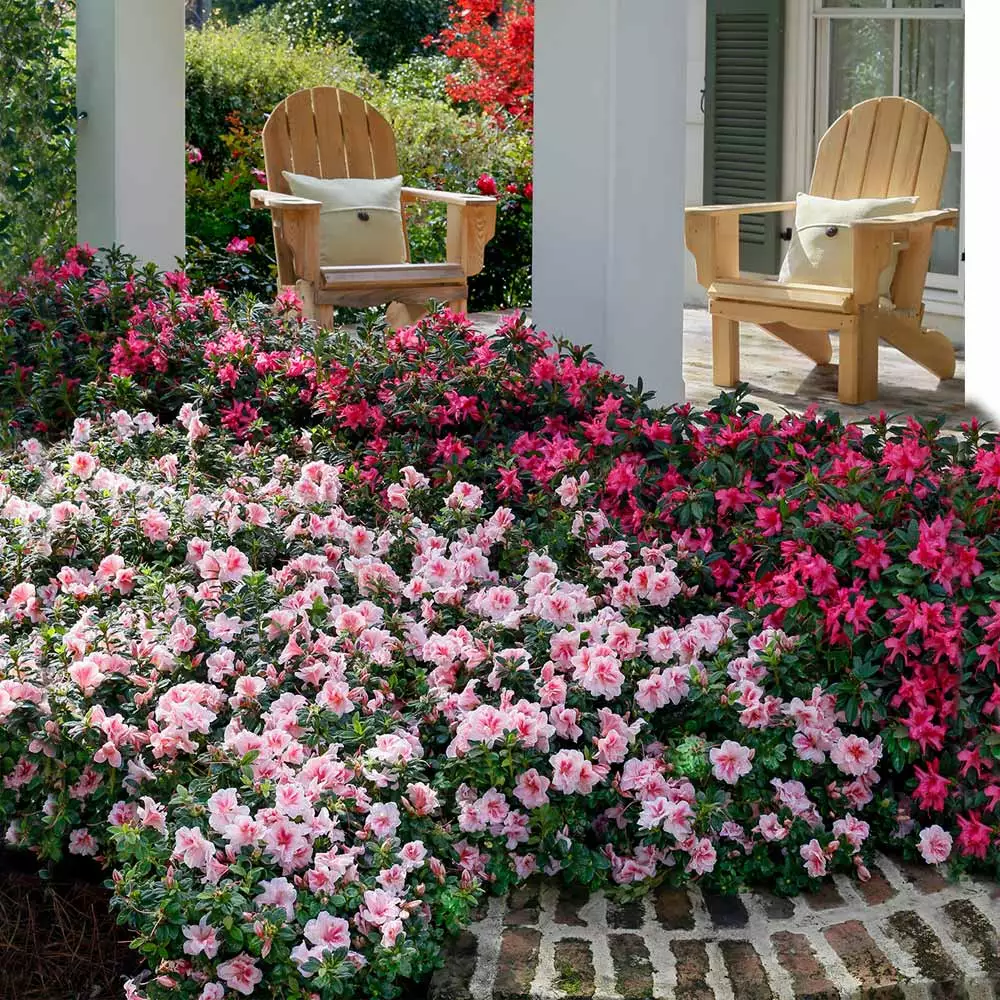Fast Growing Trees Azaleas Autumn Belle™ Encore® Azalea Shrub 4 Fast Growing Trees Azaleas Autumn Belle™ Encore® Azalea Shrub