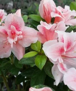 Fast Growing Trees Azaleas Autumn Belle™ Encore® Azalea Shrub 10 Fast Growing Trees Azaleas Autumn Belle™ Encore® Azalea Shrub