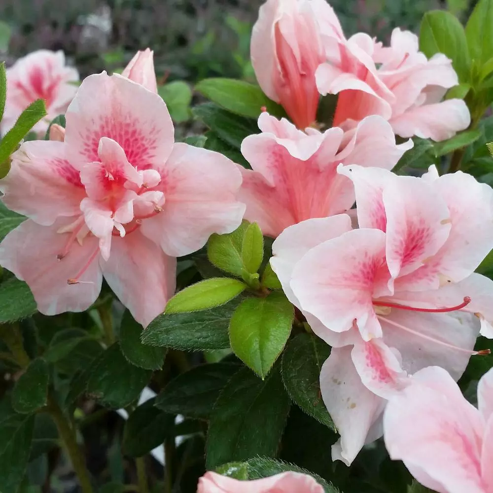 Fast Growing Trees Azaleas Autumn Belle™ Encore® Azalea Shrub 5 Fast Growing Trees Azaleas Autumn Belle™ Encore® Azalea Shrub