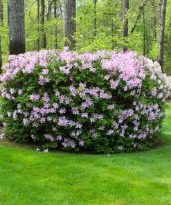 Fast Growing Trees Azaleas Autumn Belle™ Encore® Azalea Shrub 11 Fast Growing Trees Azaleas Autumn Belle™ Encore® Azalea Shrub