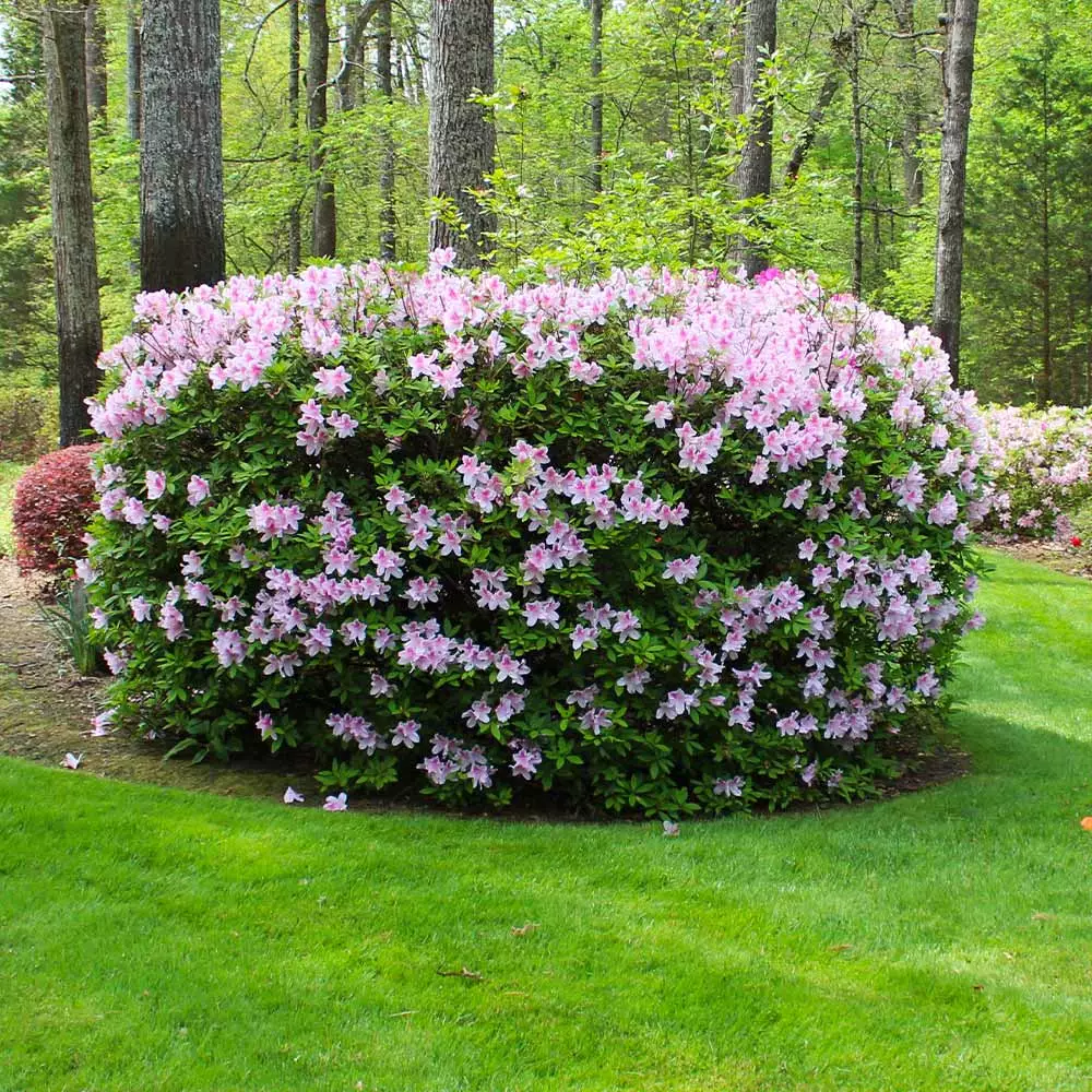 Fast Growing Trees Azaleas Autumn Belle™ Encore® Azalea Shrub 6 Fast Growing Trees Azaleas Autumn Belle™ Encore® Azalea Shrub