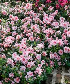 Fast Growing Trees Azaleas Autumn Belle⢠Encore® Azalea Shrub