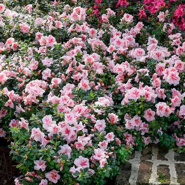 Fast Growing Trees Azaleas Autumn Belle™ Encore® Azalea Shrub 3 Fast Growing Trees Azaleas Autumn Belle™ Encore® Azalea Shrub