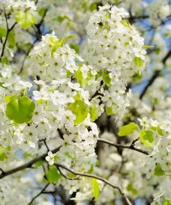 Fast Growing Trees Flowering Pear Trees Autumn Blaze Flowering Pear Tree 9 Fast Growing Trees Flowering Pear Trees Autumn Blaze Flowering Pear Tree