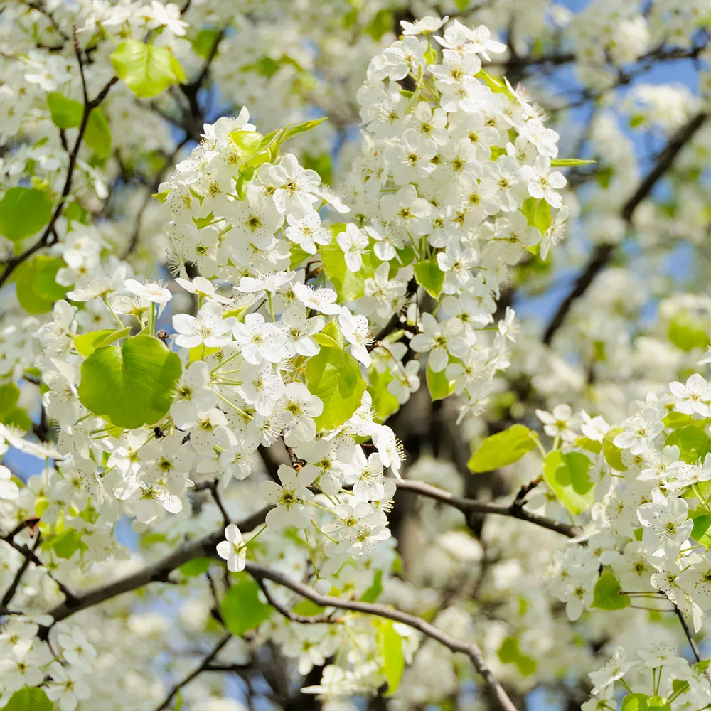 Fast Growing Trees Flowering Pear Trees Autumn Blaze Flowering Pear Tree 5 Fast Growing Trees Flowering Pear Trees Autumn Blaze Flowering Pear Tree
