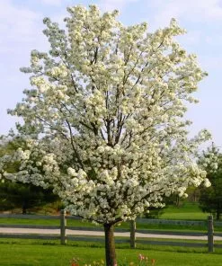 Fast Growing Trees Flowering Pear Trees Autumn Blaze Flowering Pear Tree 10 Fast Growing Trees Flowering Pear Trees Autumn Blaze Flowering Pear Tree