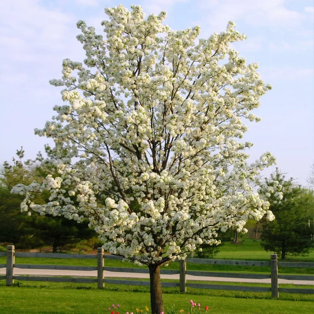 Fast Growing Trees Flowering Pear Trees Autumn Blaze Flowering Pear Tree 6 Fast Growing Trees Flowering Pear Trees Autumn Blaze Flowering Pear Tree