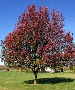 Fast Growing Trees Flowering Pear Trees Autumn Blaze Flowering Pear Tree 11 Fast Growing Trees Flowering Pear Trees Autumn Blaze Flowering Pear Tree