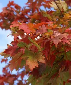 Fast Growing Trees Autumn Blaze® Red Maple Tree Maple Trees