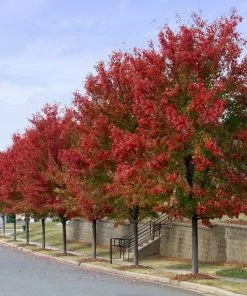 Fast Growing Trees Autumn Blaze® Red Maple Tree Maple Trees