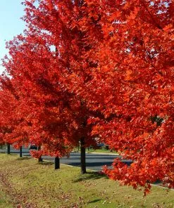 Fast Growing Trees Autumn Blaze® Red Maple Tree Maple Trees