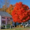 Fast Growing Trees Autumn Blaze® Red Maple Tree Maple Trees 2 Fast Growing Trees Autumn Blaze® Red Maple Tree Maple Trees