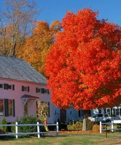 Fast Growing Trees Autumn Blaze® Red Maple Tree Maple Trees