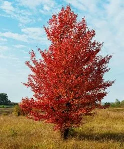 Fast Growing Trees Flowering Pear Trees Autumn Blaze Flowering Pear Tree