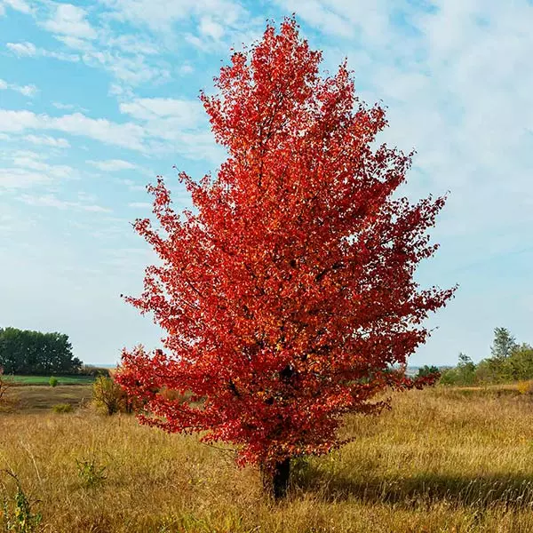 Fast Growing Trees Flowering Pear Trees Autumn Blaze Flowering Pear Tree 3 Fast Growing Trees Flowering Pear Trees Autumn Blaze Flowering Pear Tree