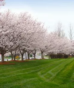 Fast Growing Trees Cherry Blossom Trees Autumn Cherry Tree 11 Fast Growing Trees Cherry Blossom Trees Autumn Cherry Tree