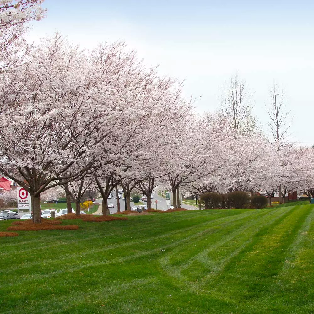 Fast Growing Trees Cherry Blossom Trees Autumn Cherry Tree 7 Fast Growing Trees Cherry Blossom Trees Autumn Cherry Tree