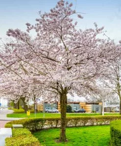 Fast Growing Trees Cherry Blossom Trees Autumn Cherry Tree 10 Fast Growing Trees Cherry Blossom Trees Autumn Cherry Tree