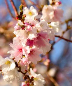 Fast Growing Trees Cherry Blossom Trees Autumn Cherry Tree 9 Fast Growing Trees Cherry Blossom Trees Autumn Cherry Tree