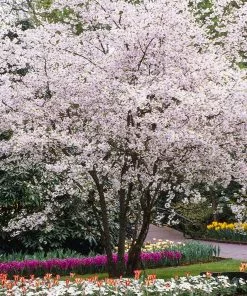 Fast Growing Trees Cherry Blossom Trees Autumn Cherry Tree
