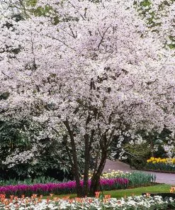 Fast Growing Trees Cherry Blossom Trees Autumn Cherry Tree