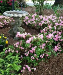 Fast Growing Trees Autumn Debutante® Encore® Azalea 10 Fast Growing Trees Autumn Debutante® Encore® Azalea