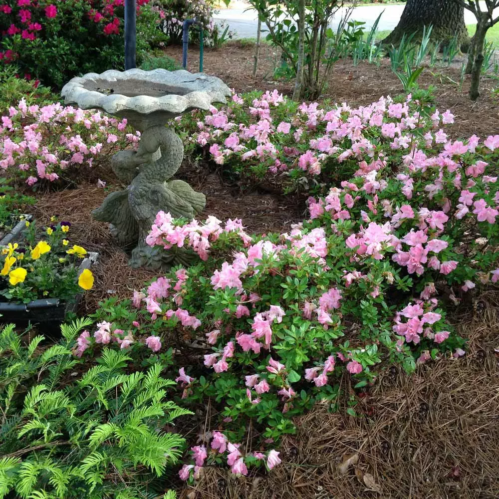 Fast Growing Trees Autumn Debutante® Encore® Azalea 5 Fast Growing Trees Autumn Debutante® Encore® Azalea