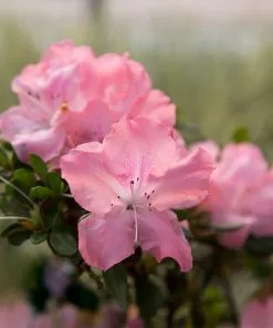 Fast Growing Trees Autumn Debutante® Encore® Azalea