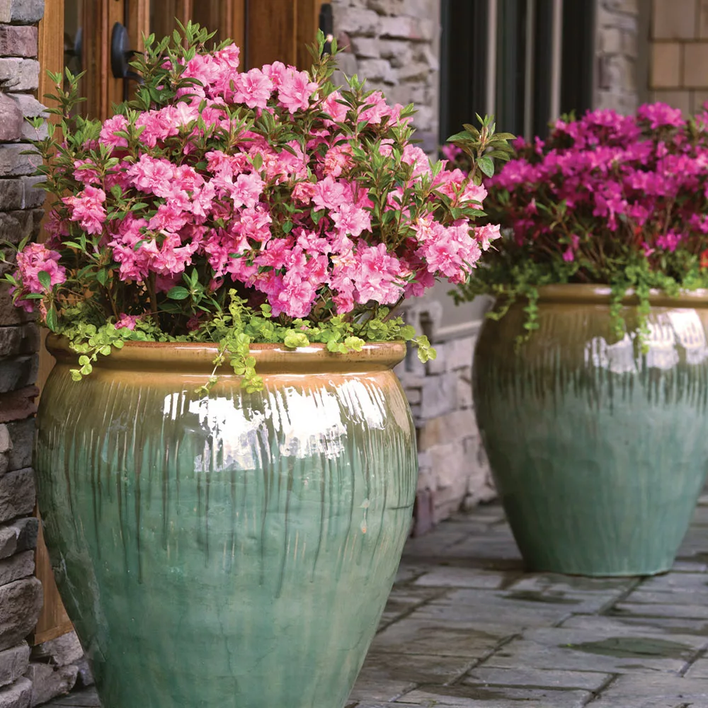 Fast Growing Trees Autumn Debutante® Encore® Azalea 6 Fast Growing Trees Autumn Debutante® Encore® Azalea