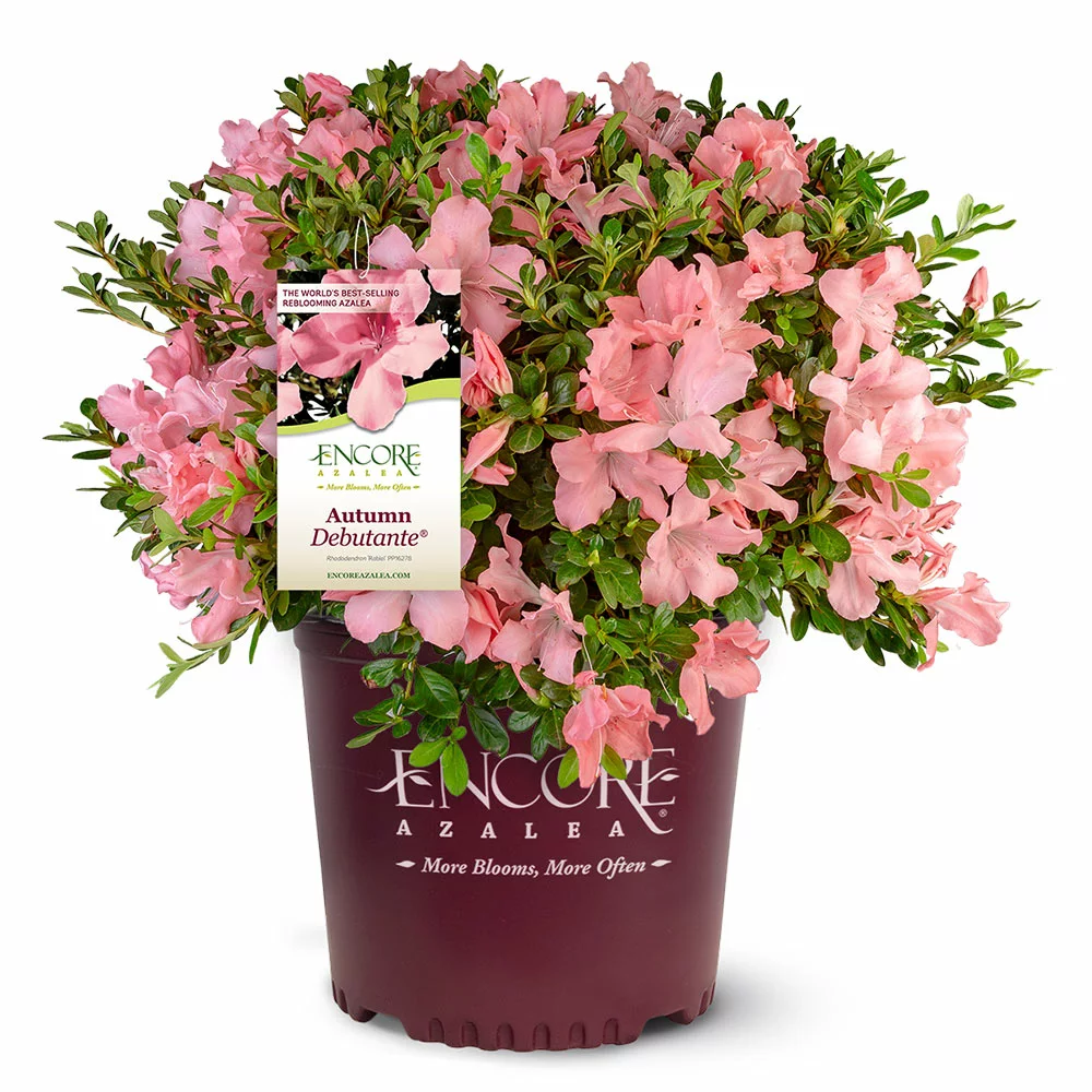 Fast Growing Trees Autumn Debutante® Encore® Azalea 7 Fast Growing Trees Autumn Debutante® Encore® Azalea