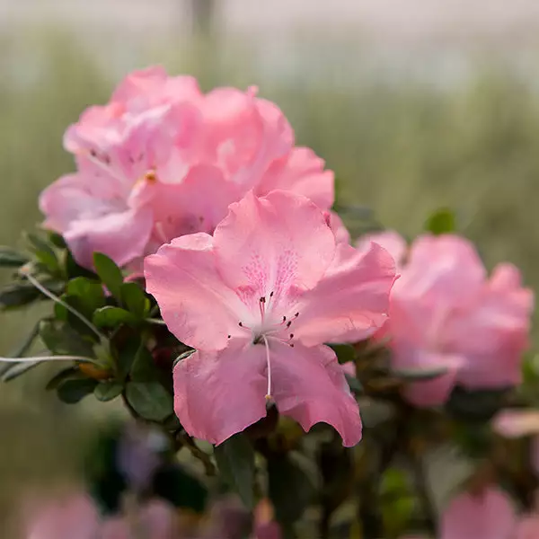 Fast Growing Trees Autumn Debutante® Encore® Azalea 3 Fast Growing Trees Autumn Debutante® Encore® Azalea