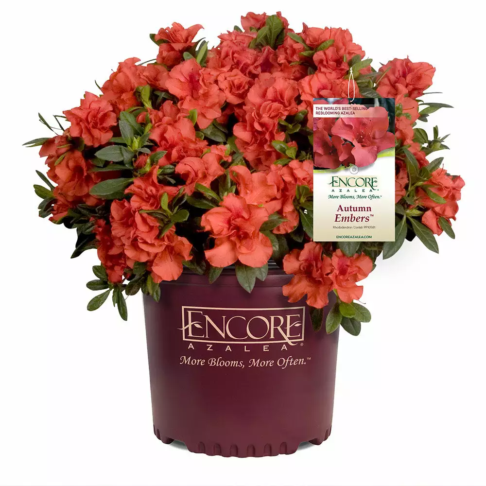 Fast Growing Trees Autumn Embers™ Encore® Azalea 7 Fast Growing Trees Autumn Embers™ Encore® Azalea