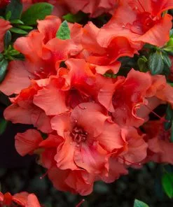 Fast Growing Trees Autumn Embers™ Encore® Azalea 11 Fast Growing Trees Autumn Embers™ Encore® Azalea