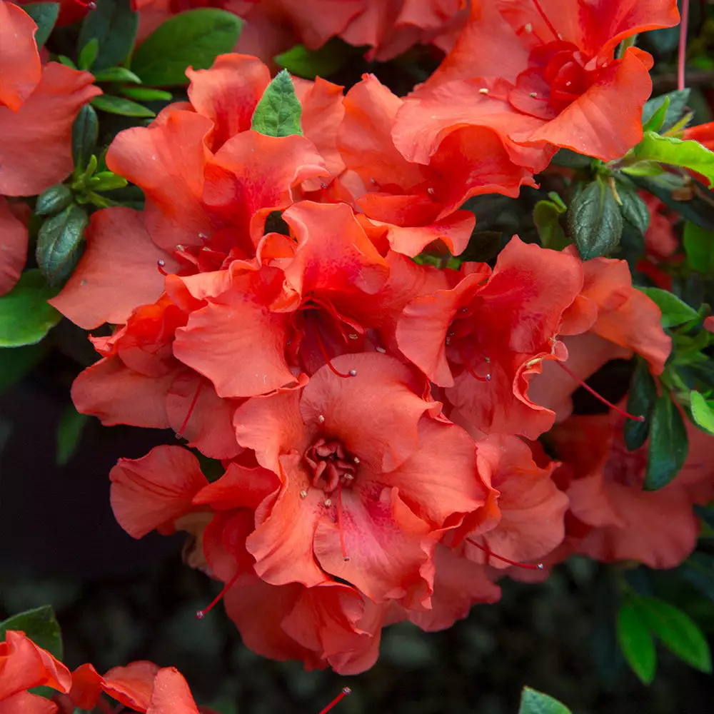 Fast Growing Trees Autumn Embers™ Encore® Azalea 6 Fast Growing Trees Autumn Embers™ Encore® Azalea