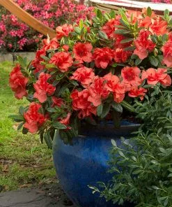 Fast Growing Trees Autumn Embers™ Encore® Azalea