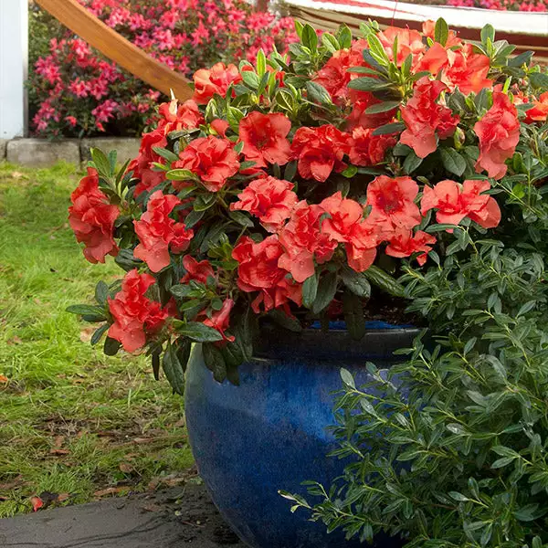 Fast Growing Trees Autumn Embers™ Encore® Azalea 3 Fast Growing Trees Autumn Embers™ Encore® Azalea