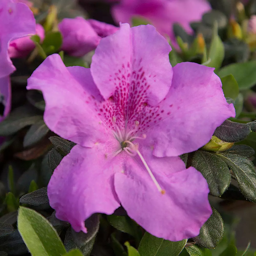 Fast Growing Trees Azaleas Autumn Lilac™ Encore® Azalea 4 Fast Growing Trees Azaleas Autumn Lilac™ Encore® Azalea