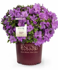 Fast Growing Trees Azaleas Autumn Lilac™ Encore® Azalea 7 Fast Growing Trees Azaleas Autumn Lilac™ Encore® Azalea