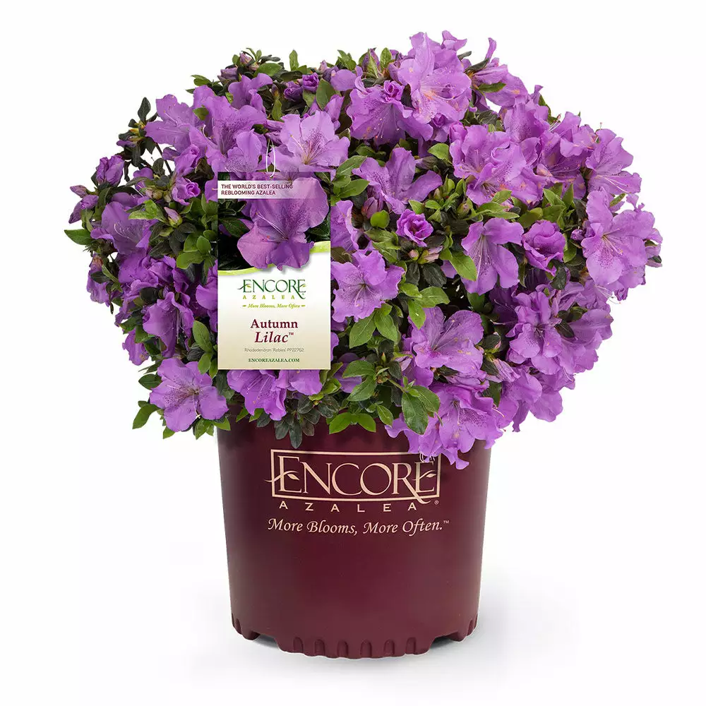 Fast Growing Trees Azaleas Autumn Lilac™ Encore® Azalea 5 Fast Growing Trees Azaleas Autumn Lilac™ Encore® Azalea
