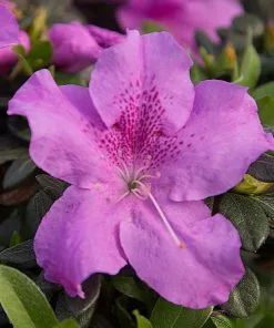 Fast Growing Trees Azaleas Autumn Lilac⢠Encore® Azalea
