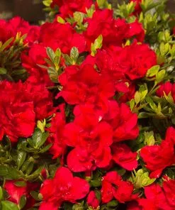 Fast Growing Trees Autumn Bonfire™ Encore® Azalea