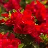 Fast Growing Trees Autumn Bonfire™ Encore® Azalea